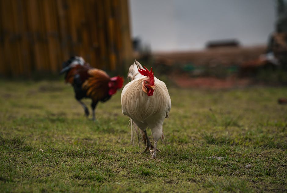 Close-up of vibrant roosters on a farm in Thailand, showcasing colorful plumage and a pastoral setting.