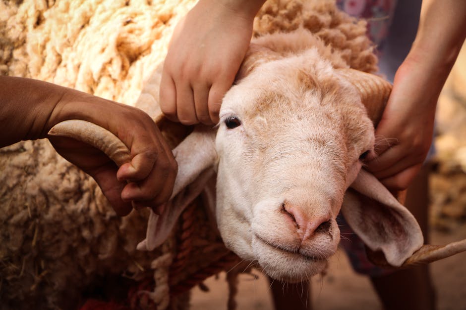 Close-up of hands holding a sheep in a rural setting, showcasing cultural traditions.