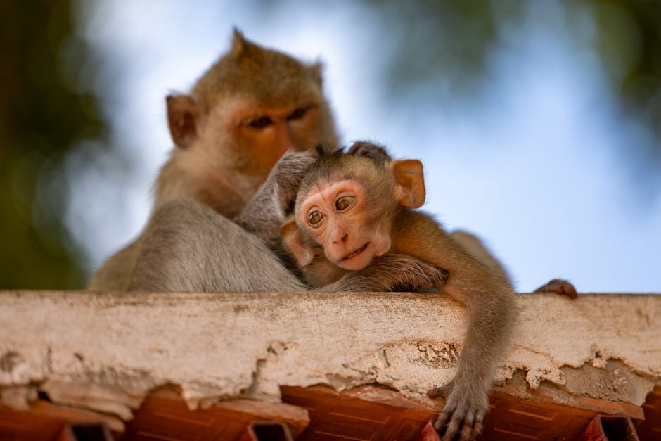 A cute baby macaque sits with its mother on a tree, showcasing their playful nature.